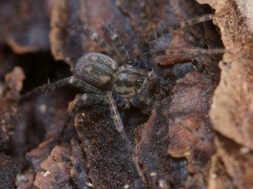 Tegenaria silvestris