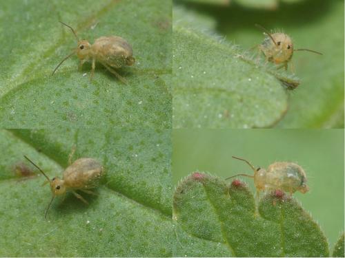 Sminthurus viridis
