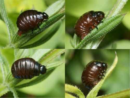 Timarcha nicaeensis