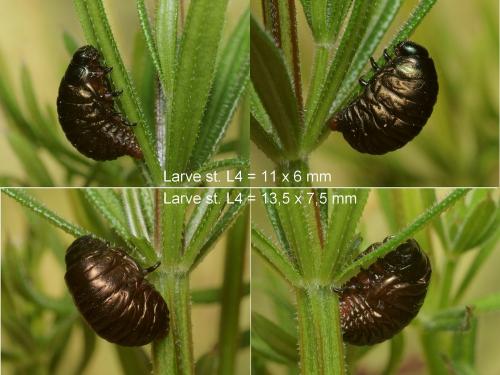 Timarcha nicaeensis