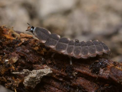 Lampyris raymondi