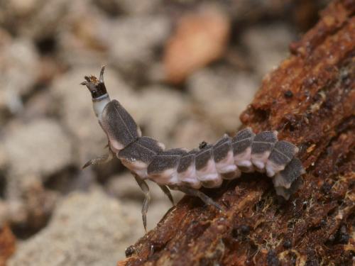 Lampyris raymondi