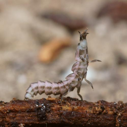 Lampyris raymondi