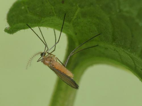 Dasineura odoratae