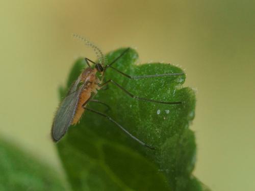 Dasineura odoratae
