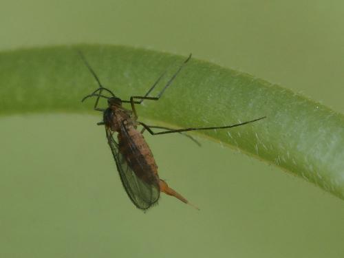 Dasineura odoratae