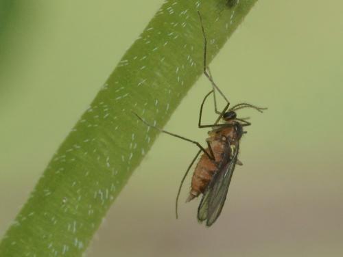 Dasineura odoratae