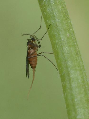 Dasineura odoratae