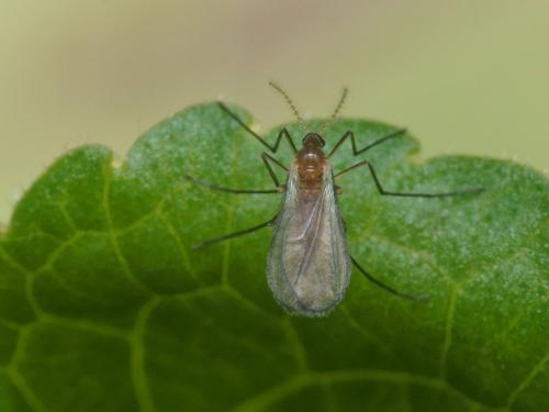 Dasineura odoratae