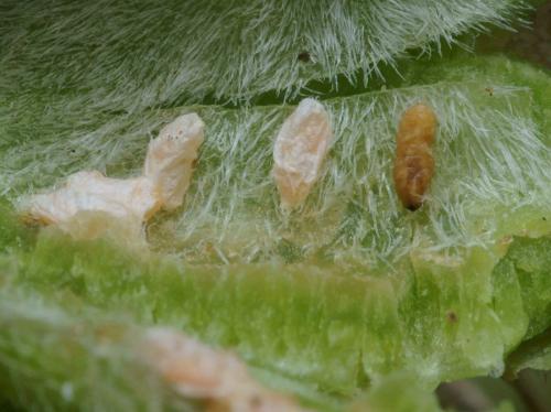 Dasineura odoratae