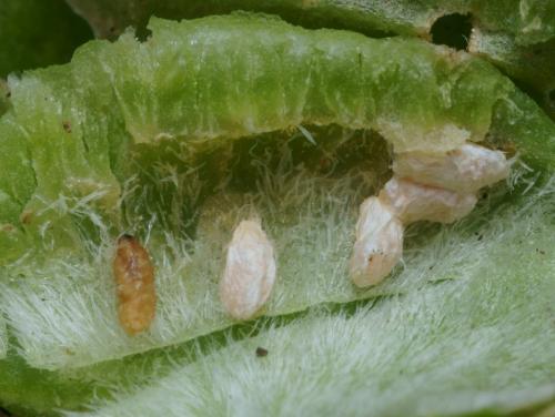 Dasineura odoratae