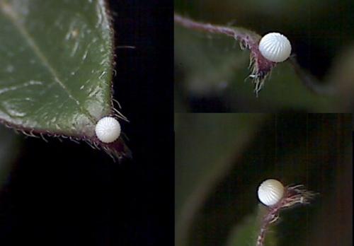 Xylocampa areola