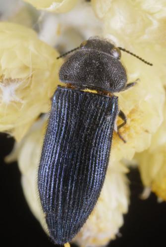 Réf. 98 836 : Acmaeodera quadrifasciata