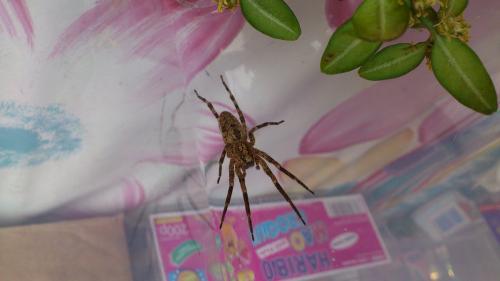 Zoropsis spinimana