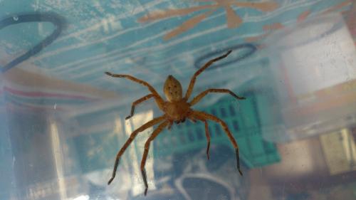 Olios argelasius