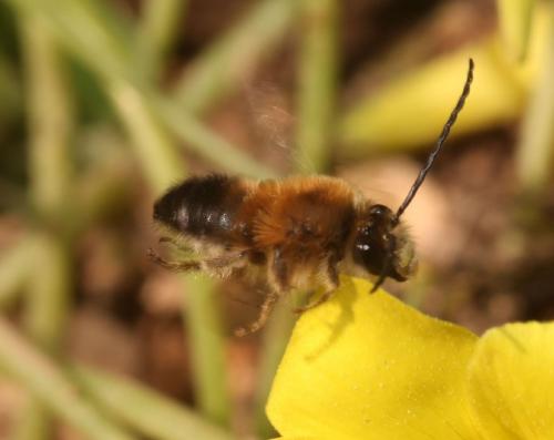 Eucera sp.