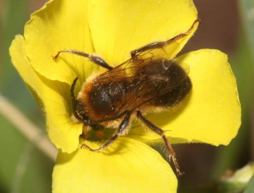 Eucera sp.