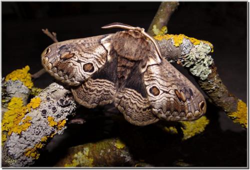 Brahmaea europaea