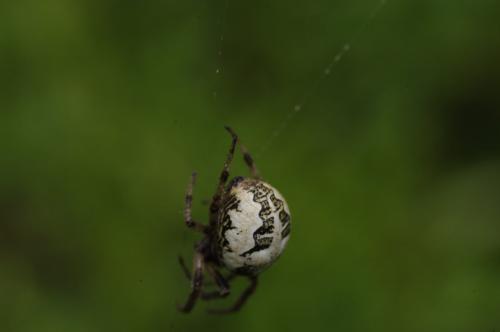 Metellina sp.