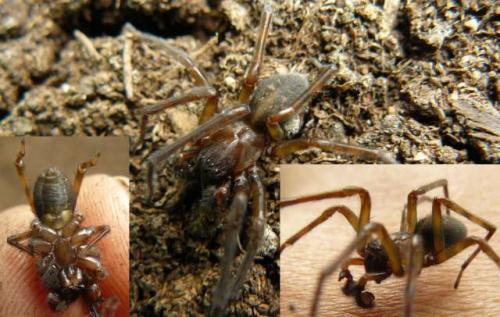 Amaurobius ferox