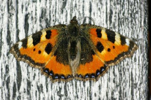 Réf. 98 780 : Aglais urticae