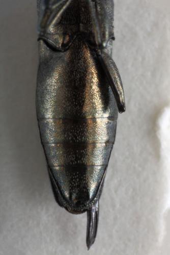 Agrilus sp.