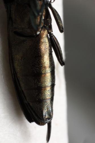 Agrilus sp.