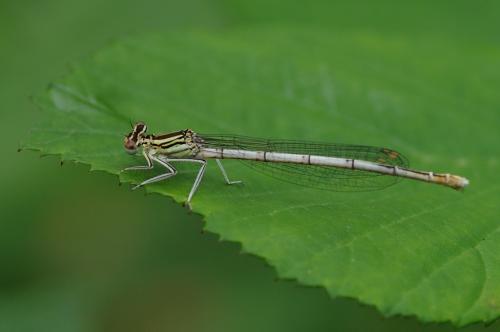 Platycnemis pennipes