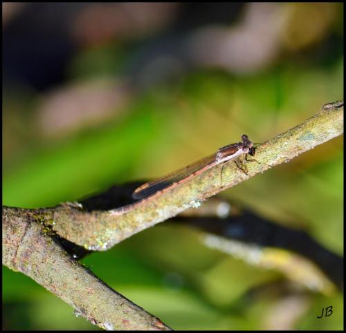 Sympecma fusca