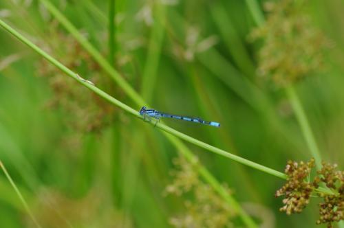 Enallagma cyathigerum