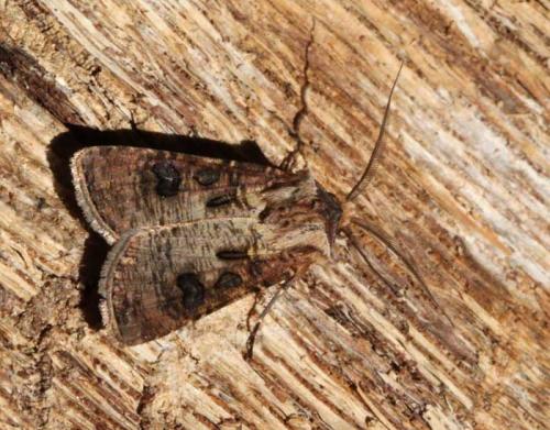 Réf. 98 186 : Agrotis clavis