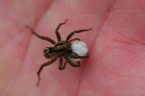 Alopecosa cuneata