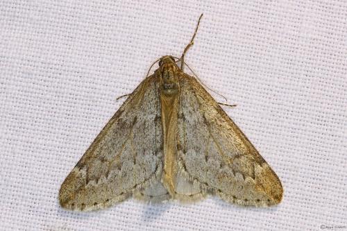 Réf. 98 348 : Alsophila aescularia