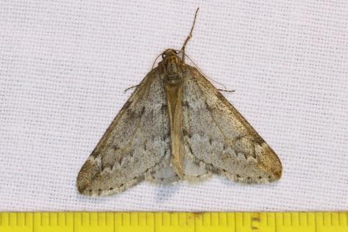 Réf. 98 349 : Alsophila aescularia