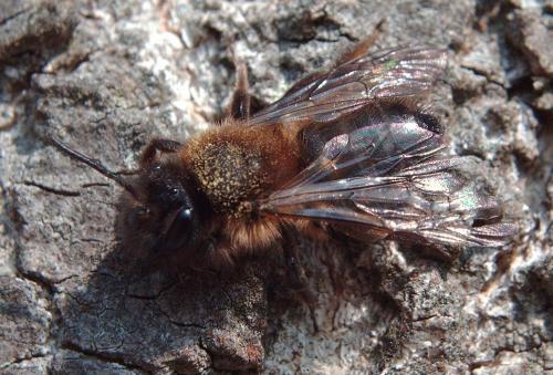Andrena apicata