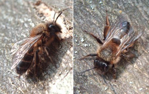 Andrena apicata