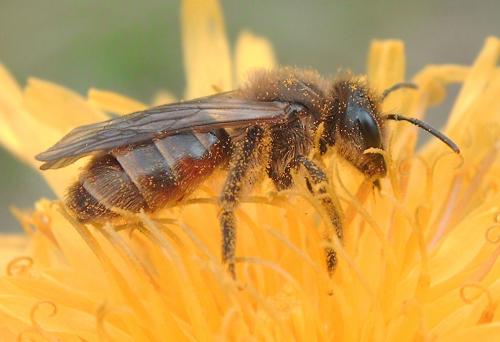 Andrena sp.