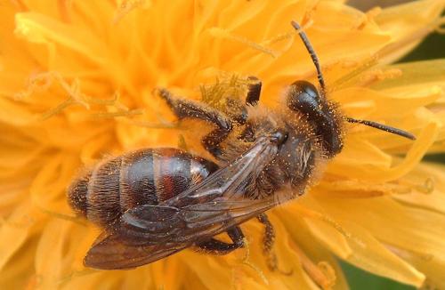 Andrena sp.