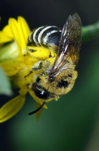 Colletes similis