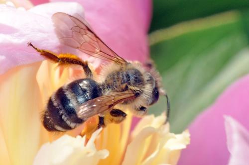 Andrena sp.