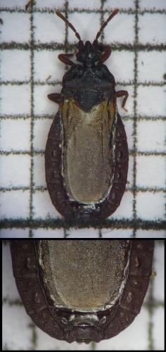 Réf. 98 574 : Aneurus laevis