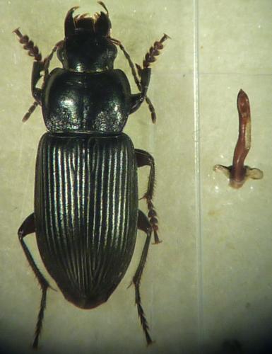Anisodactylus binotatus