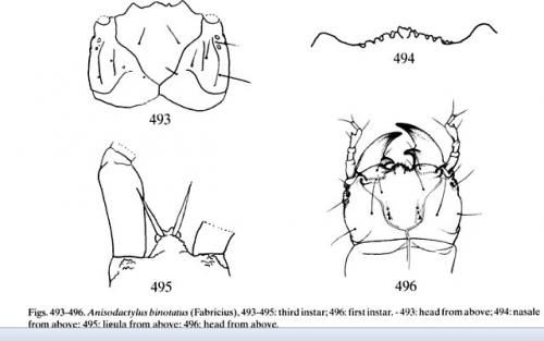 Anisodactylus binotatus