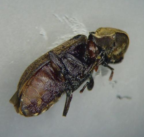 Hadrobregmus denticollis