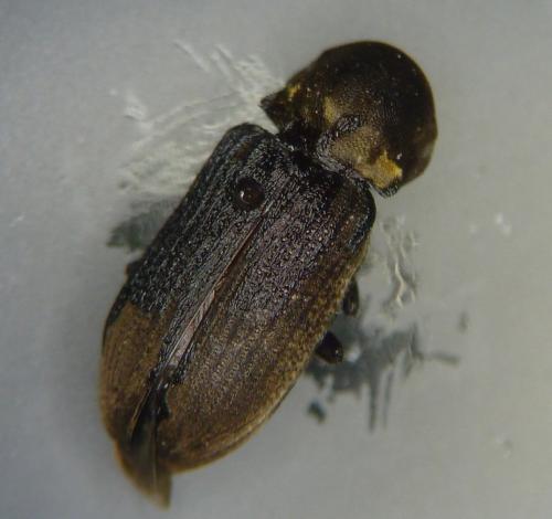 Hadrobregmus denticollis