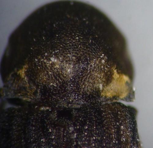Réf. 98 677 : Hadrobregmus denticollis