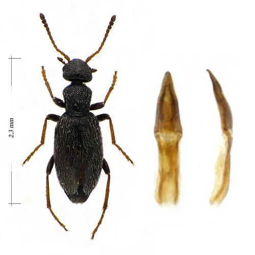 Anthicus fenestratus