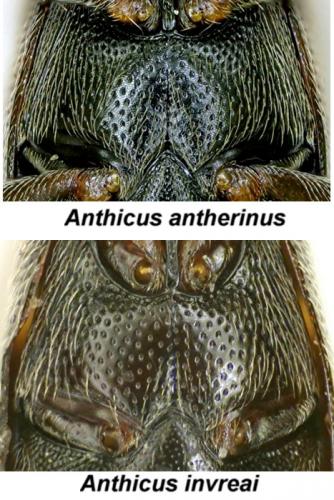 Réf. 98 104 : Anthicus divers