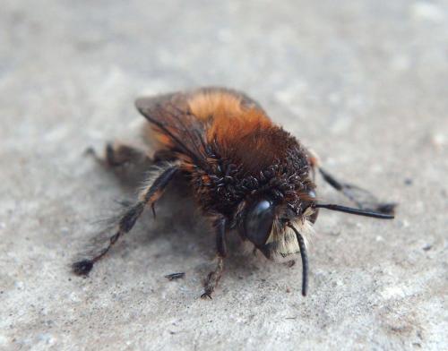 Anthophora plumipes