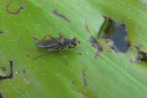 Hydromyza livens